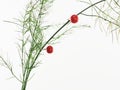 Asparagus with red berry Royalty Free Stock Photo