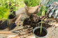 Asparagus seedling, plants in pots and garden tools on the wooden table gardening concept Royalty Free Stock Photo