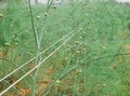 Asparagus seeds on asparagus`s tree on the field, Asparagus `s garden, Seed on tree Royalty Free Stock Photo