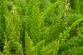 Asparagus setaceus or common asparagus fern, asparagus grass, lace fern, climbing asparagus, or ferny asparagus Royalty Free Stock Photo