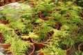 Asparagus Setaceus or common asparagus fern grow in small plastic containers.