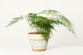 Asparagus Setaceus in flowerpot Royalty Free Stock Photo
