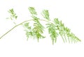 Asparagus setaceus