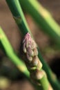 Asparagus shoot Royalty Free Stock Photo