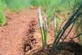 Asparagus shoot before becoming woody Royalty Free Stock Photo