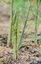 Asparagus shoot Royalty Free Stock Photo