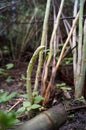 The asparagus shoot grow up in the land. Royalty Free Stock Photo