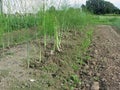 Asparagus shoot just before becoming woody Royalty Free Stock Photo