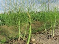 Asparagus shoot just before becoming woody Royalty Free Stock Photo