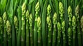 Asparagus simmetrical ordered food as a background top view Royalty Free Stock Photo