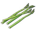 Asparagus spears Royalty Free Stock Photo