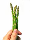 Asparagus spears in hand Royalty Free Stock Photo