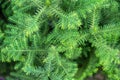 Asparagus Sprenger, gustotsvetkovy.a delicate tracery of branches, often used for the decoration of bouquets