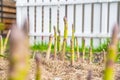 Asparagus sprouts grow in a garden bed with dry grass mulch, close-up