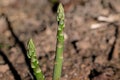 Asparagus stalks growing in the in the early morning sun. Royalty Free Stock Photo