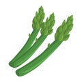 Asparagus vector.Fresh asparagus illustration