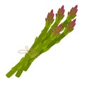 Asparagus vector illustration. Green and purple asparagus in bunch. cartoon style Royalty Free Stock Photo