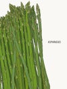 Asparagus vegetable stem isolated sketch. Royalty Free Stock Photo