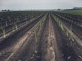 Asparagus field with young plants Royalty Free Stock Photo