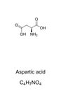 Aspartic acid molecule, skeletal formula