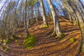 Aspe Valley, Pyrenees National Park, France Royalty Free Stock Photo