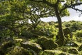 Aspects of Wistman`s Wood - an ancient landscape on Dartmoor, Devon, England Royalty Free Stock Photo