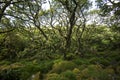 Aspects of Wistman`s Wood - an ancient landscape on Dartmoor, Devon, England Royalty Free Stock Photo