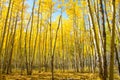 Aspen in Autumn Royalty Free Stock Photo