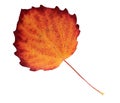 Aspen autumn leaf isolated on a white background with a clipping path Royalty Free Stock Photo