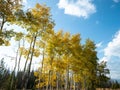 Aspen autumn leaves in Grand Lake, Colorado Royalty Free Stock Photo