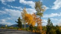 Aspen autumn leaves in Grand Lake, Colorado Royalty Free Stock Photo