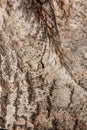 Aspen bark texture as abstract background Royalty Free Stock Photo