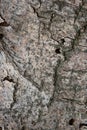 Aspen bark texture as abstract background Royalty Free Stock Photo