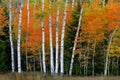 Aspen Birch Trees in Autumn Falls with White Trunks Foliage Forest Royalty Free Stock Photo