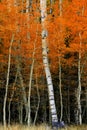 Aspen Birch Trees in Autumn Falls with White Trunks Foliage Forest Royalty Free Stock Photo