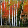 Aspen Birch Trees in Autumn Falls with White Trunks Foliage Forest Royalty Free Stock Photo