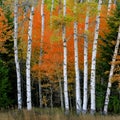 Aspen Birch Trees in Autumn Falls with White Trunks Foliage Forest Royalty Free Stock Photo