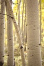 Aspen bole Royalty Free Stock Photo