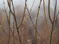 Aspen branches.