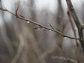 Aspen branches. Royalty Free Stock Photo