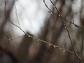 Aspen branches. Royalty Free Stock Photo