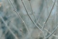 Close up of aspen branches budding Royalty Free Stock Photo
