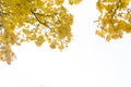 Aspen branches in the fall against the blue sky