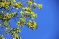 Aspen branches with green foliage against a blue sky