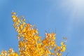 Aspen branches with yellow leaves in autumn against a blue sky Royalty Free Stock Photo