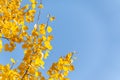 Aspen branches with yellow leaves in autumn against a blue sky Royalty Free Stock Photo