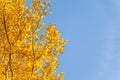 Aspen branches with yellow leaves in autumn against a blue sky Royalty Free Stock Photo