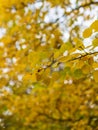 Aspen branches with yellow leaves in autumn Royalty Free Stock Photo