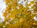 Aspen branches with yellow leaves in autumn Royalty Free Stock Photo