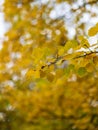 Aspen branches with yellow leaves in autumn Royalty Free Stock Photo